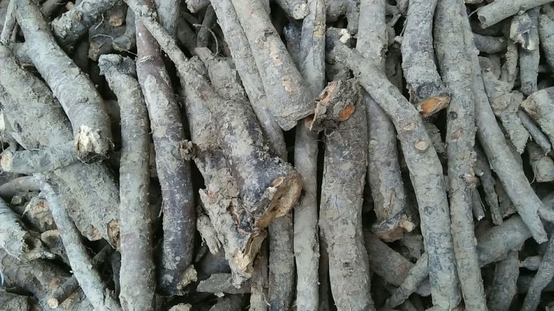 白芍种苗:白芍芽！优质改良白芍种苗！成活率高！