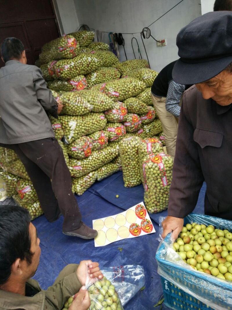 沾化冬枣大量上市，诚招代理对接各大商超，代发全国各大市
