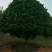 茶花80~100cm