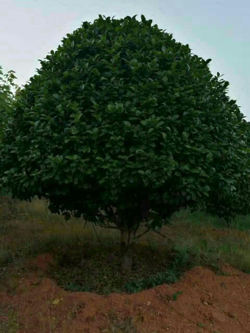 茶花80~100cm