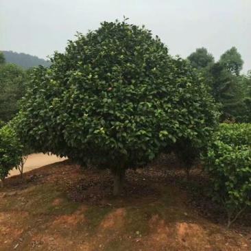 茶花80~100cm
