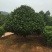 茶花80~100cm