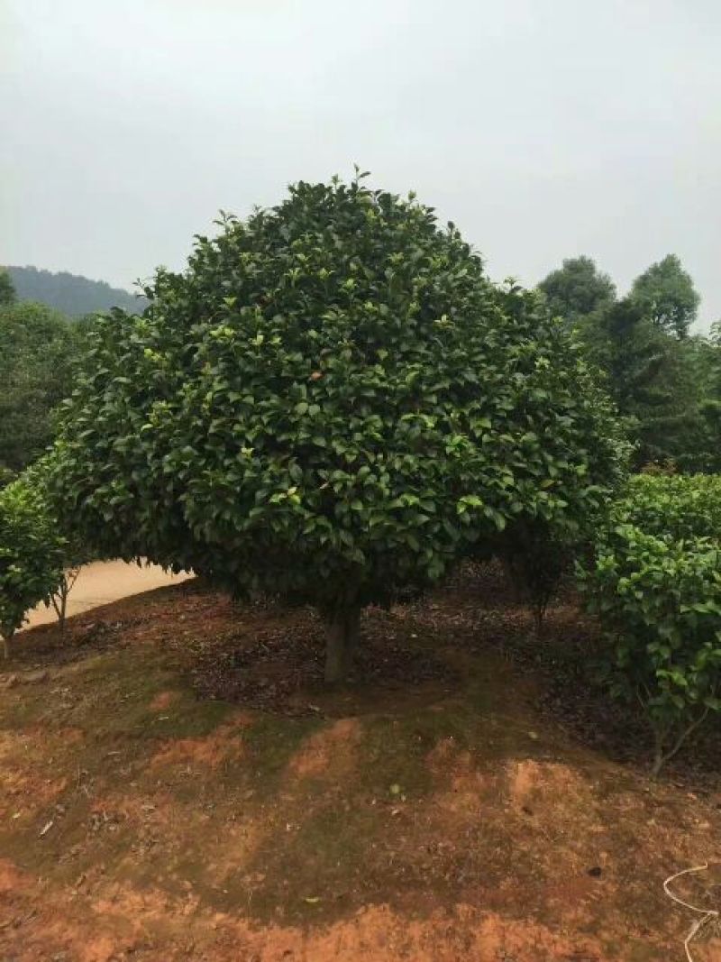 茶花80~100cm