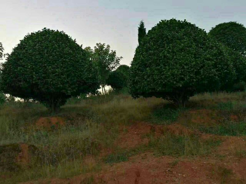 茶花80~100cm