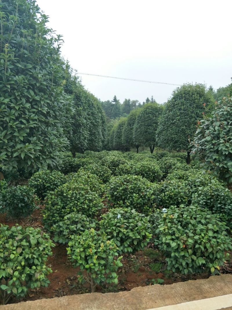 茶花80~100cm