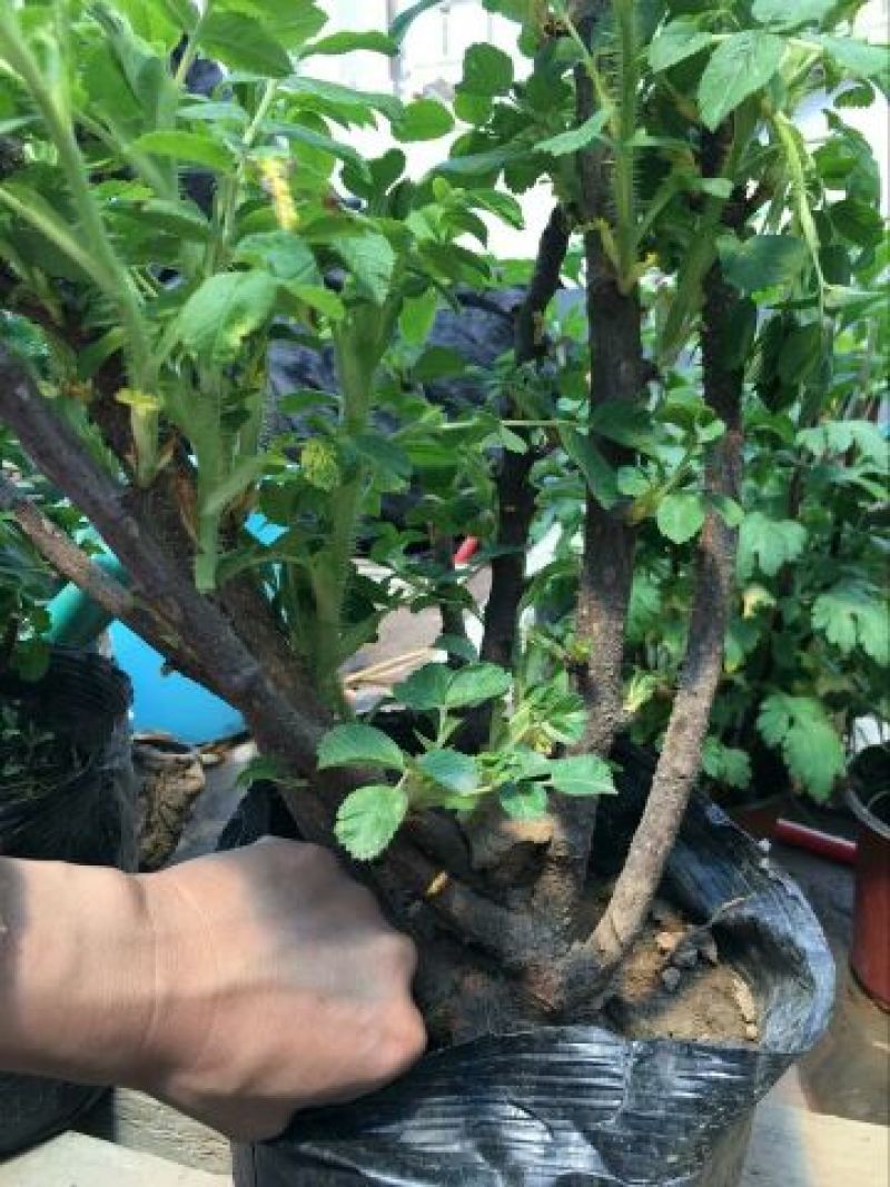 月季80cm以上