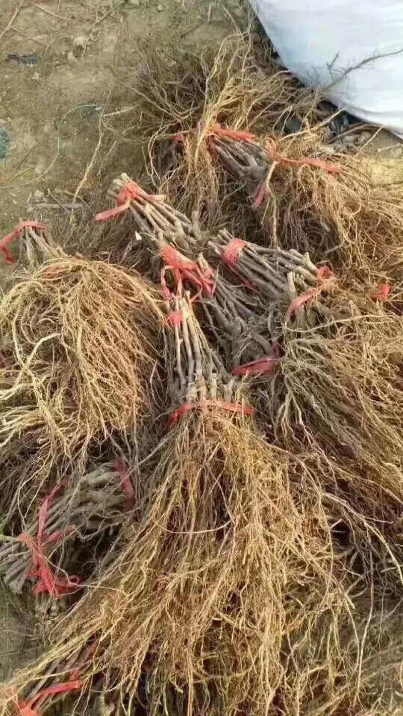 葡萄苗30~50cm1年