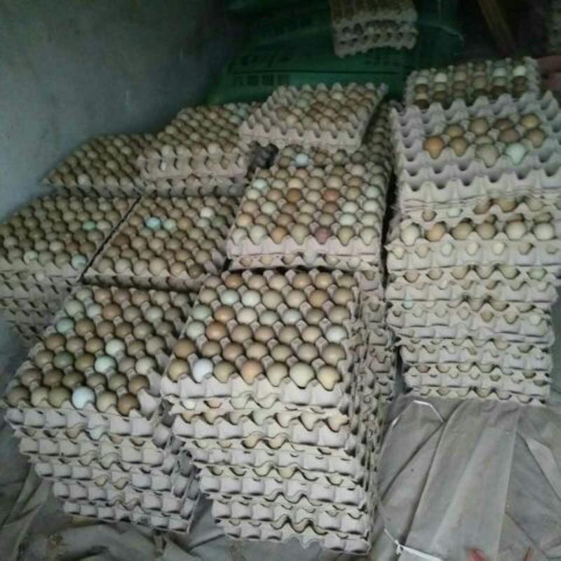 野鸡蛋常年供应，当日发货，量大从优可视频看货，欢迎采购
