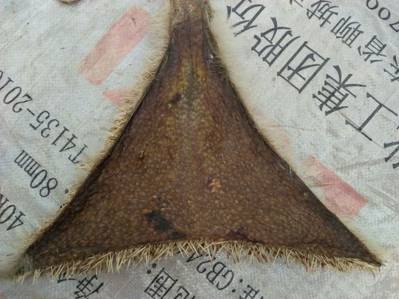 刺猬皮