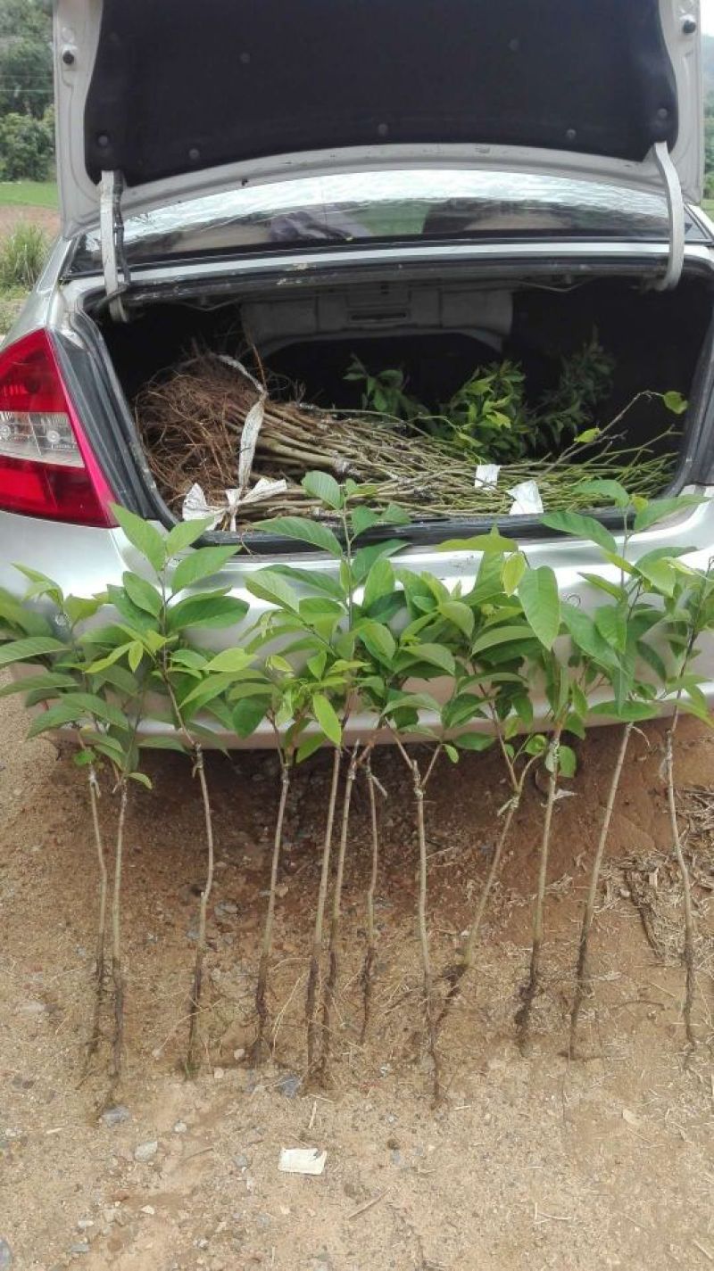 番荔枝苗凤梨释迦果苗