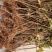 无花果苗波姬红苗，布兰瑞克苗品种多，欢迎选购
