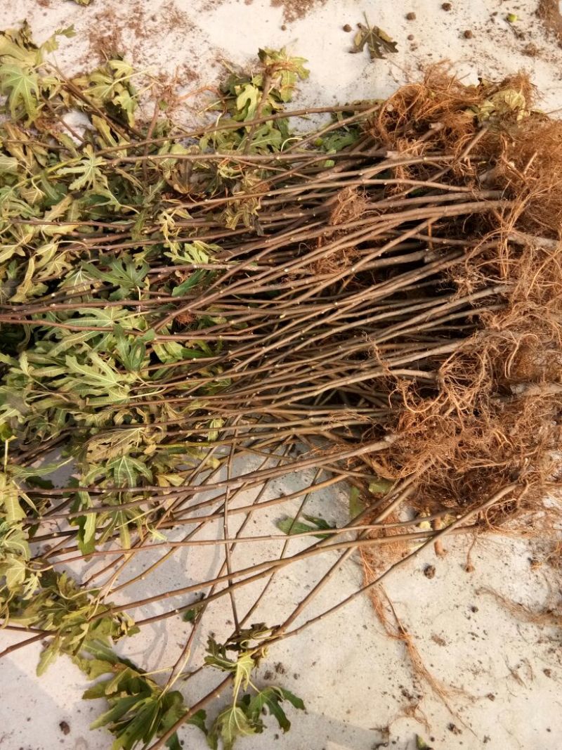 无花果苗波姬红苗，布兰瑞克苗品种多，欢迎选购