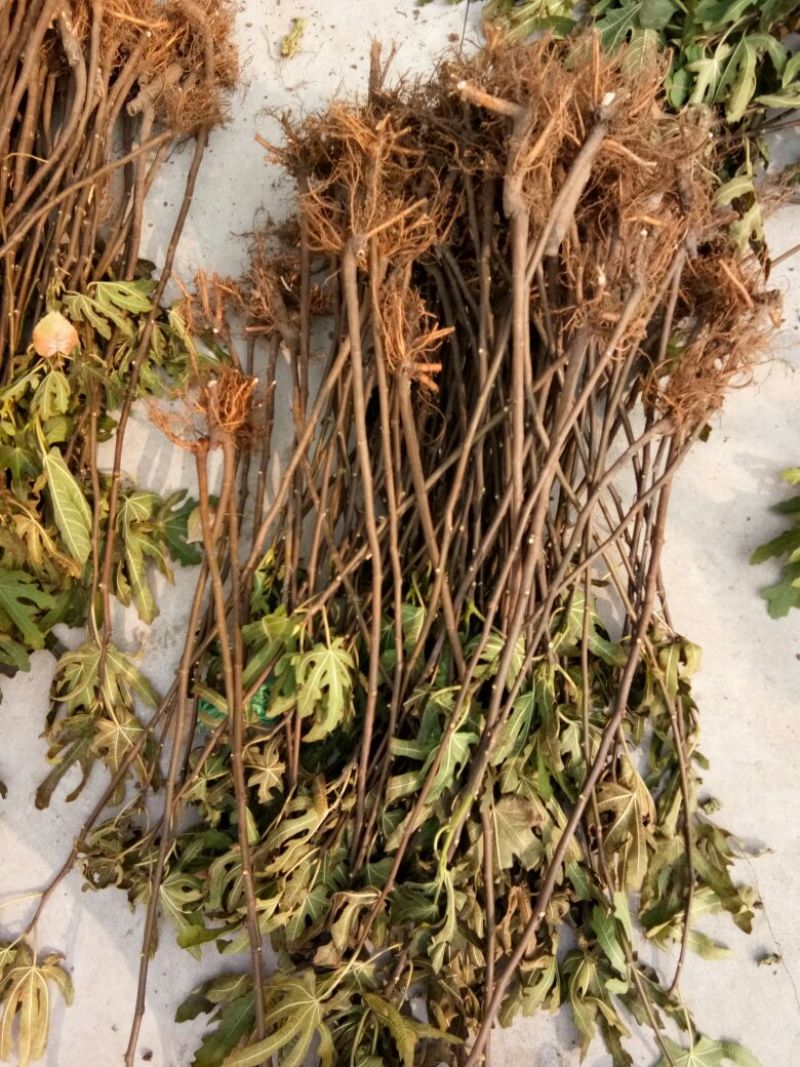 玛斯义陶芬无花果苗基地。。。直销欢迎选购