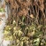 玛斯义陶芬无花果苗基地。。。直销欢迎选购