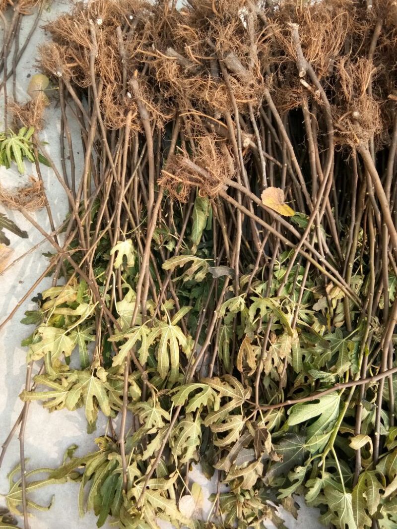 玛斯义陶芬无花果苗基地。。。直销欢迎选购