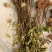 玛斯义陶芬无花果苗基地。。。直销欢迎选购
