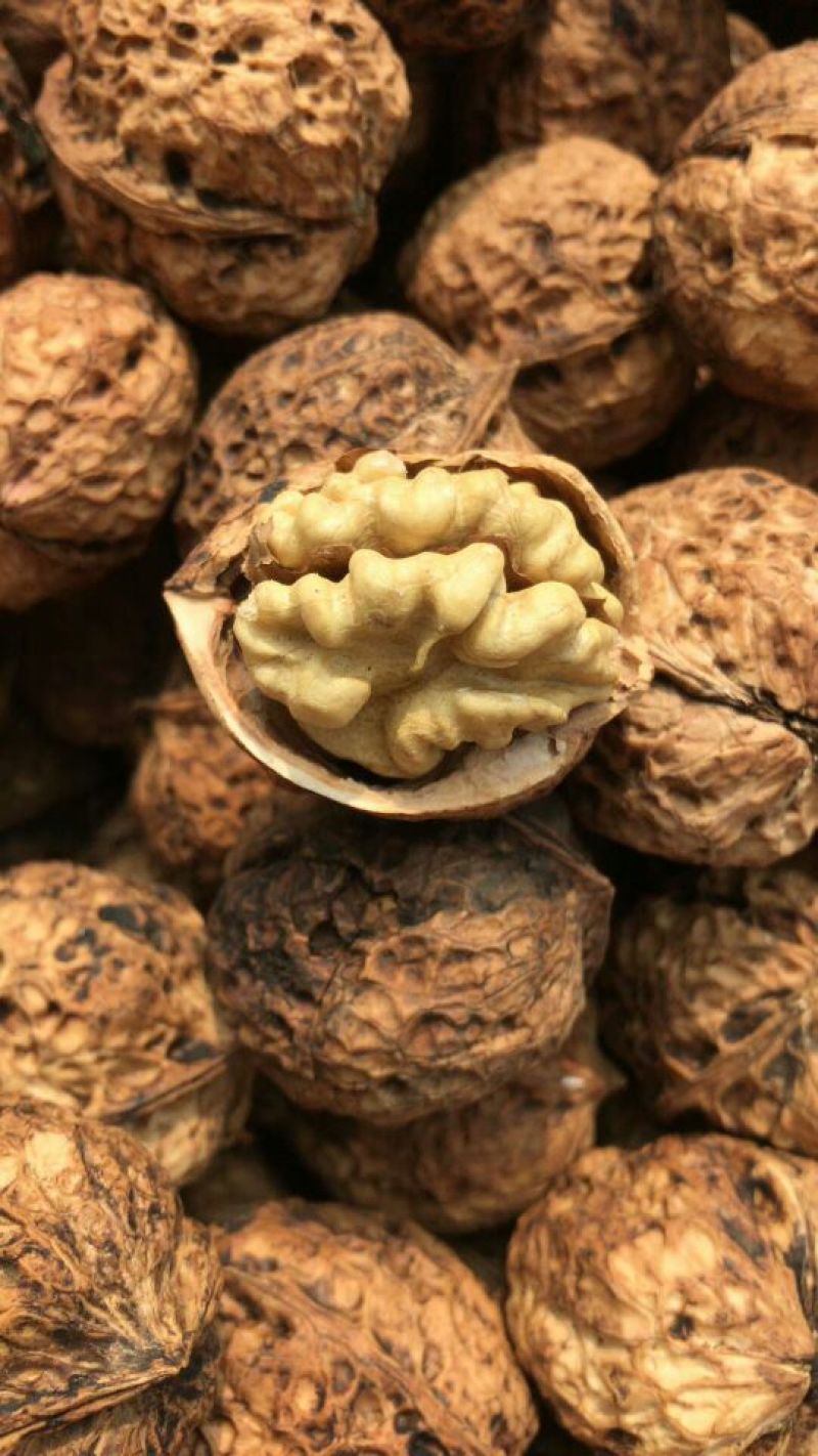 纸皮核桃云南核桃