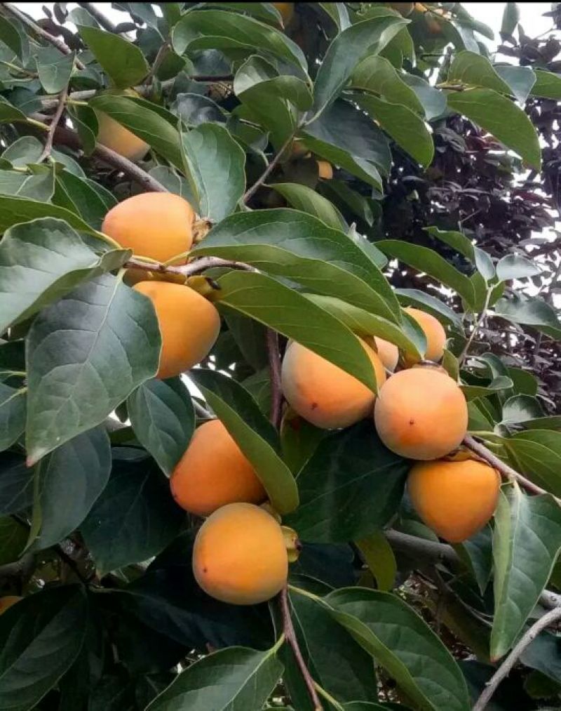 柿饼2~2.5两