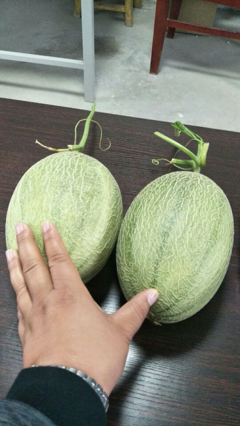 西州蜜瓜2斤以上长圆形