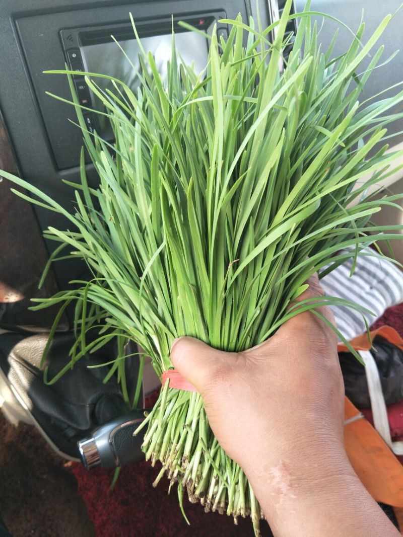 韭菜头茬