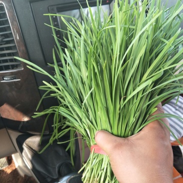韭菜头茬
