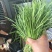 韭菜头茬