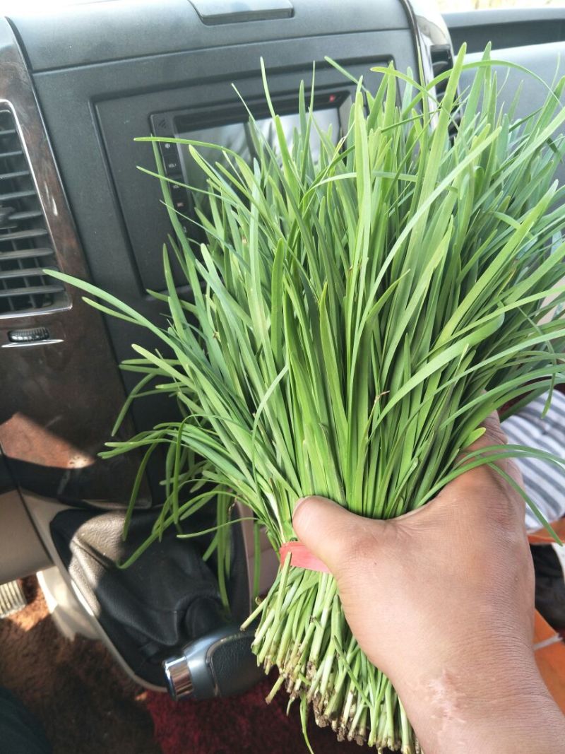 韭菜头茬
