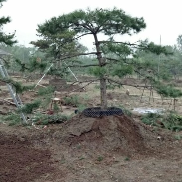 造型松12公分