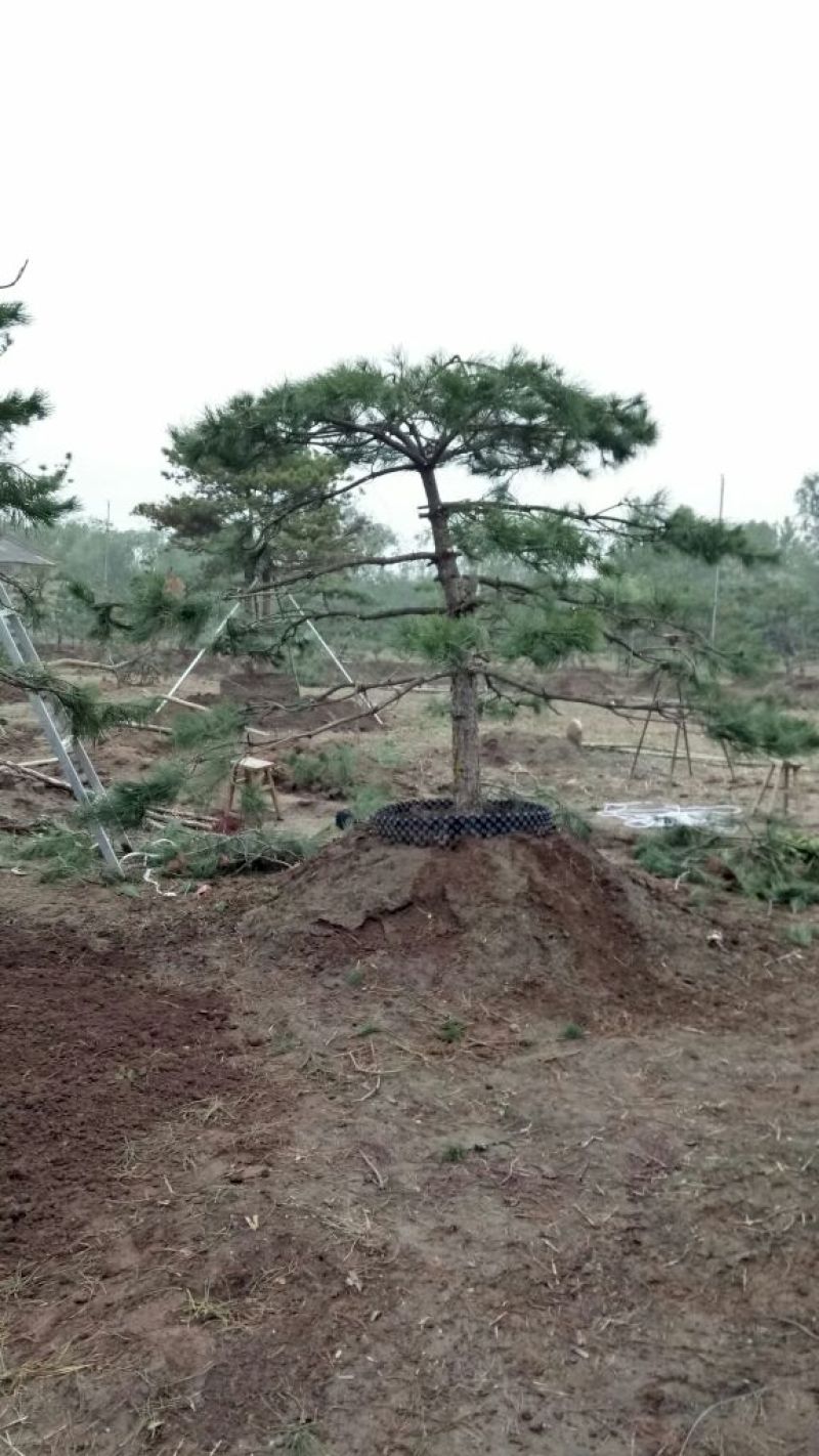 造型松12公分