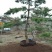 造型松12公分