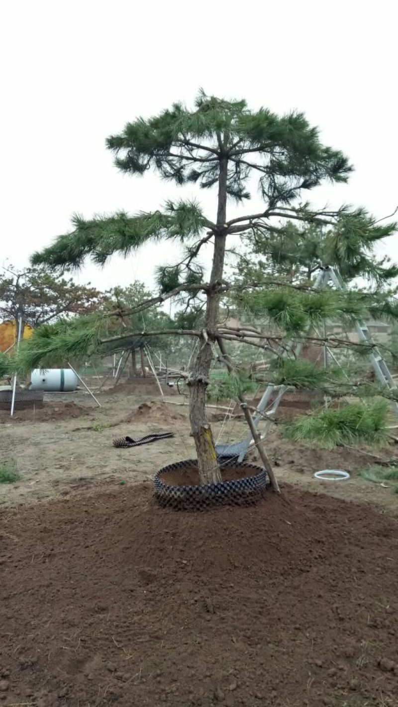 造型松12公分