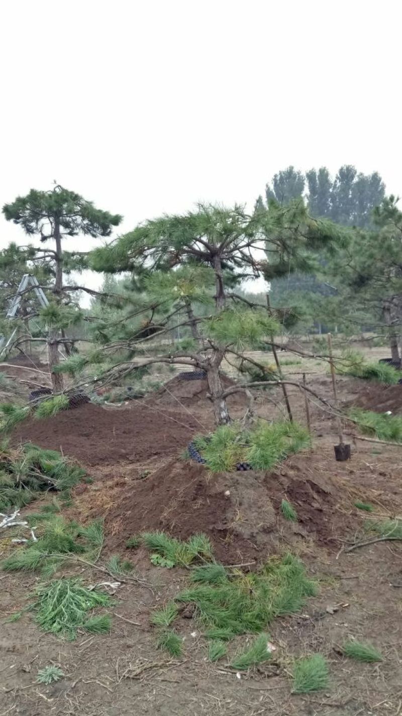 造型松12公分
