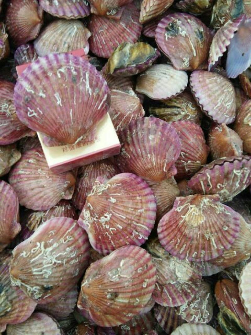 扇贝食用鲜活30~50只/kg