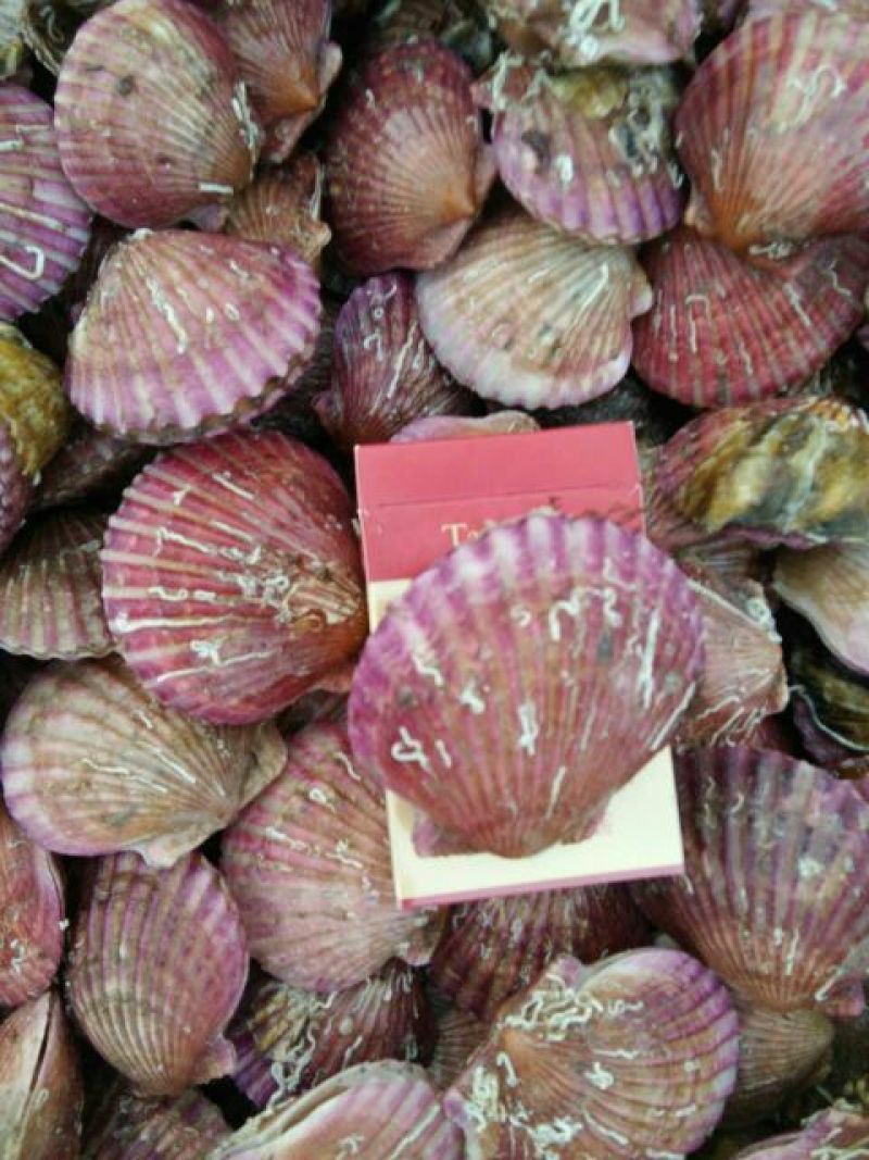 扇贝食用鲜活30~50只/kg