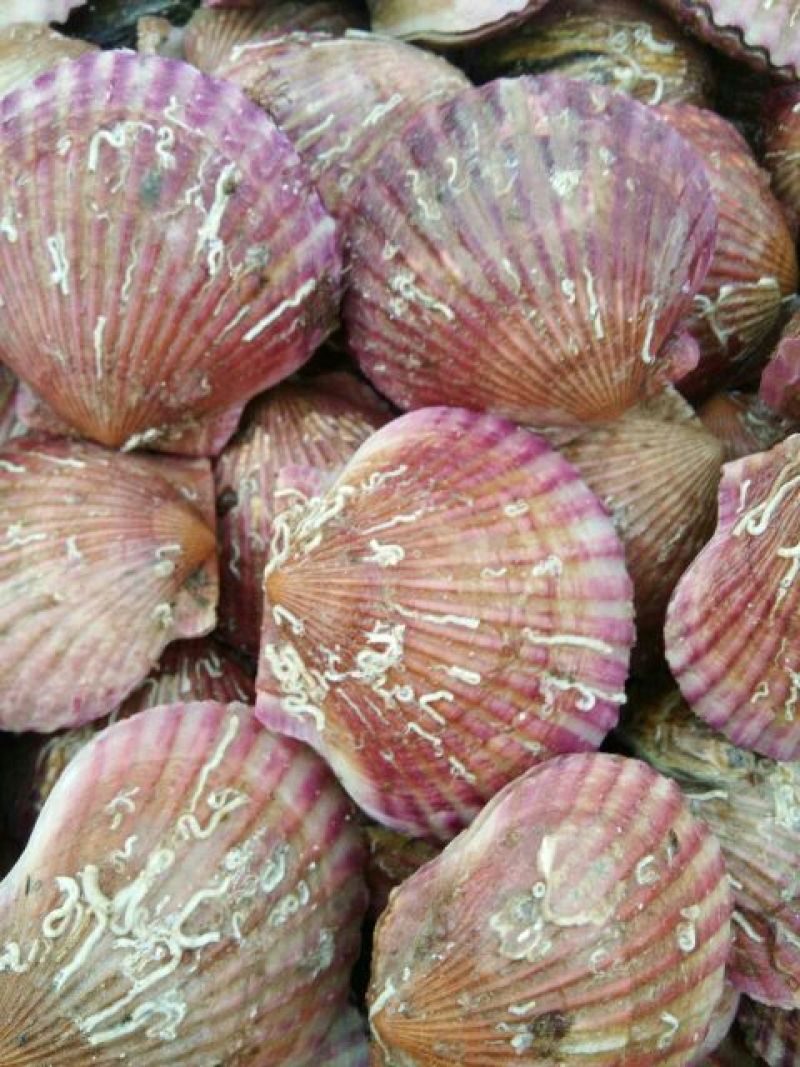 扇贝食用鲜活30~50只/kg