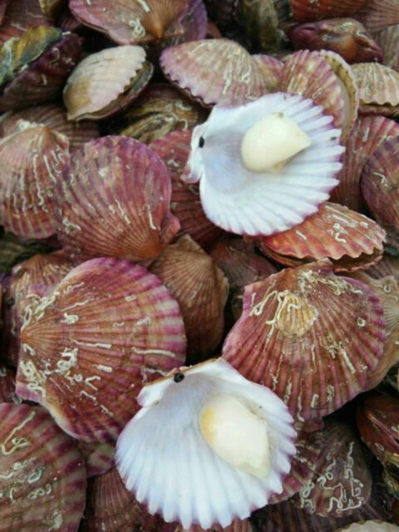 扇贝食用鲜活30~50只/kg