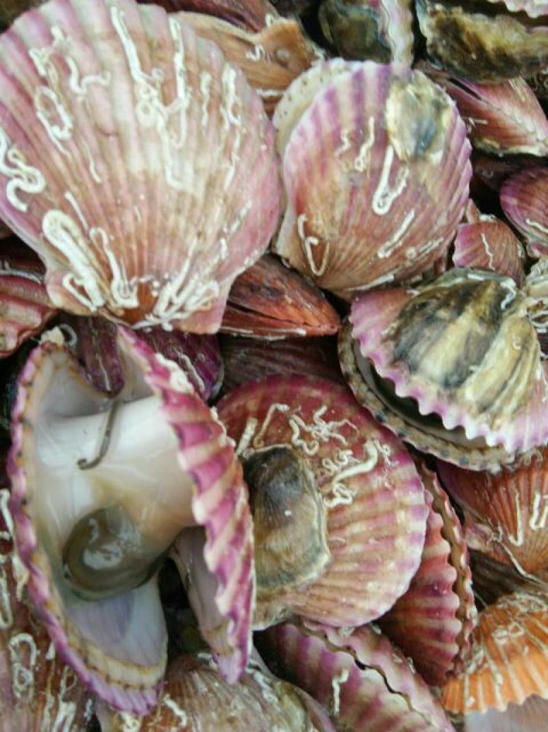 扇贝食用鲜活30~50只/kg