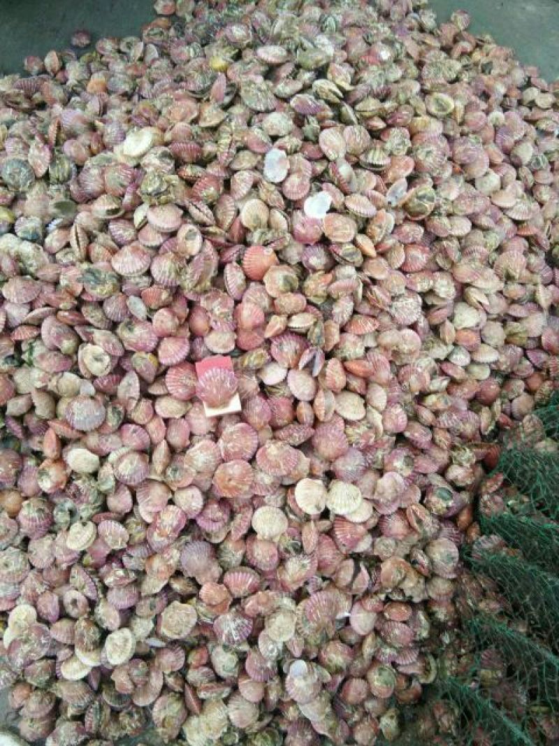扇贝食用鲜活30~50只/kg