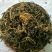 马齿苋干麻麻菜长寿菜！纯野生
