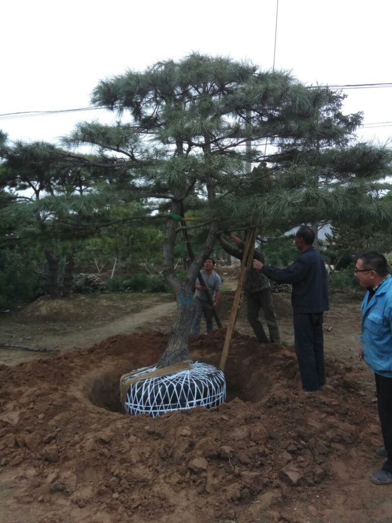 造型松10公分