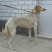 拉布拉多犬陕西细犬