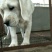 拉布拉多犬陕西细犬