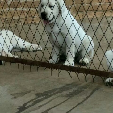 拉布拉多犬陕西细犬