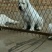 拉布拉多犬陕西细犬