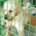 拉布拉多犬陕西细犬