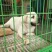 拉布拉多犬陕西细犬