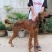 拉布拉多犬陕西细犬