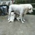 拉布拉多犬陕西细犬