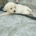 拉布拉多犬陕西细犬