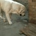 拉布拉多犬陕西细犬